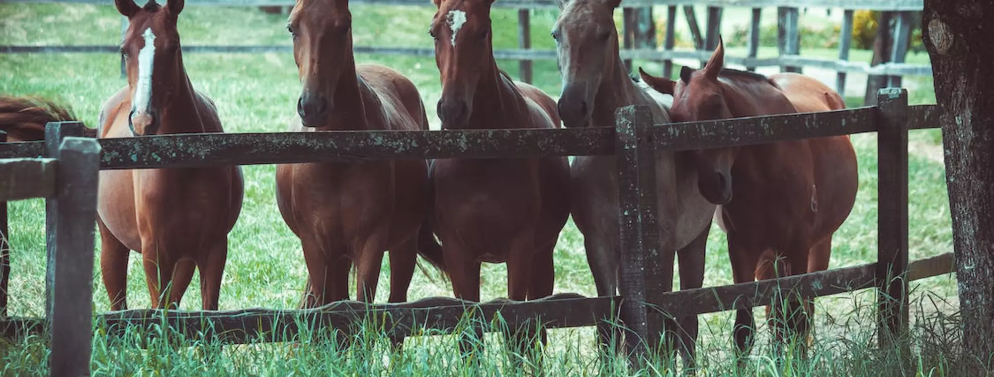 Reiten, Reischach, Bruneck, südtirol, Pustertal, hotel, Urlaub, familien, Pferde, Tiere